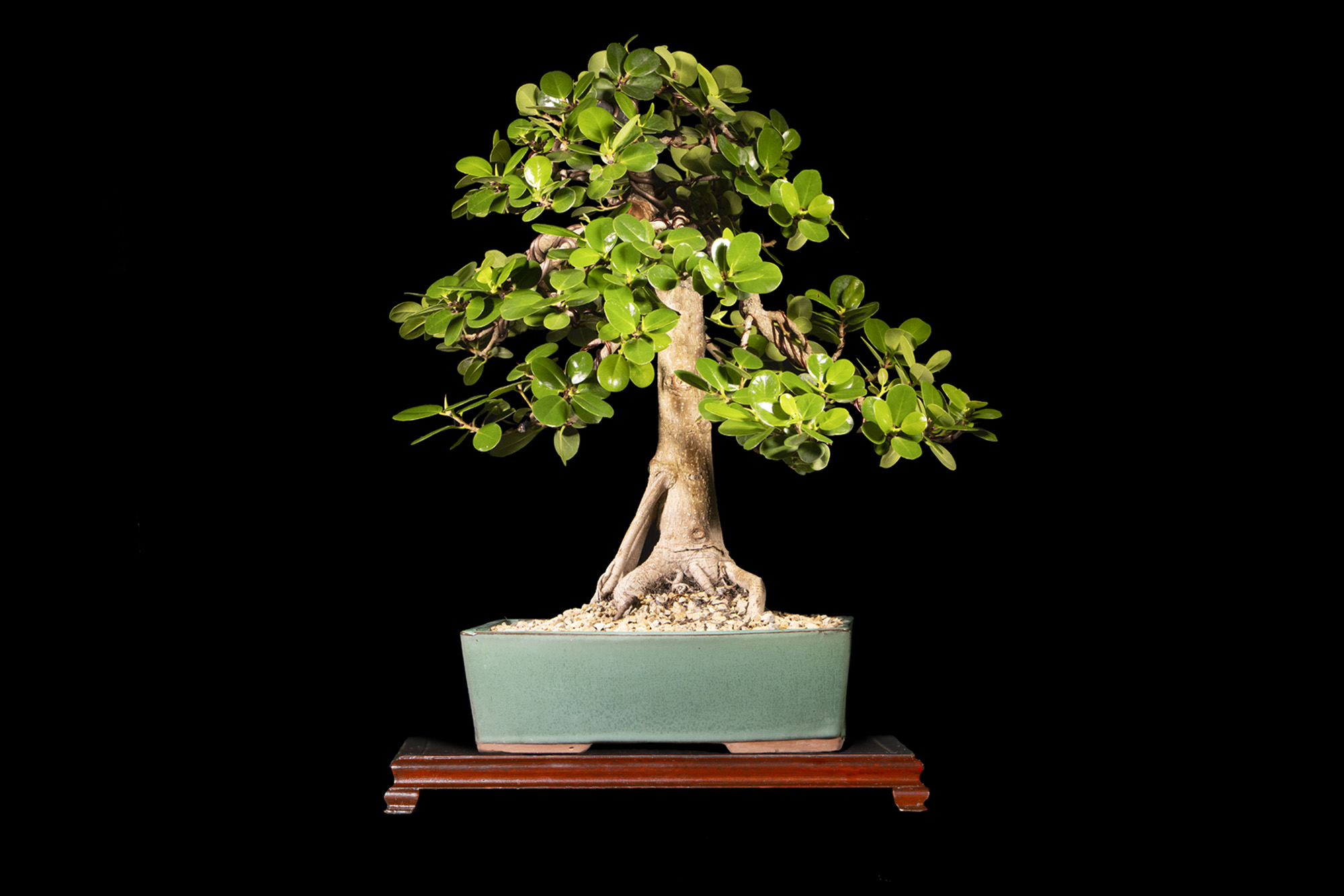 Bonsai de Ficus Panda 20 años Bonsai Colombia Bonsai Colombia