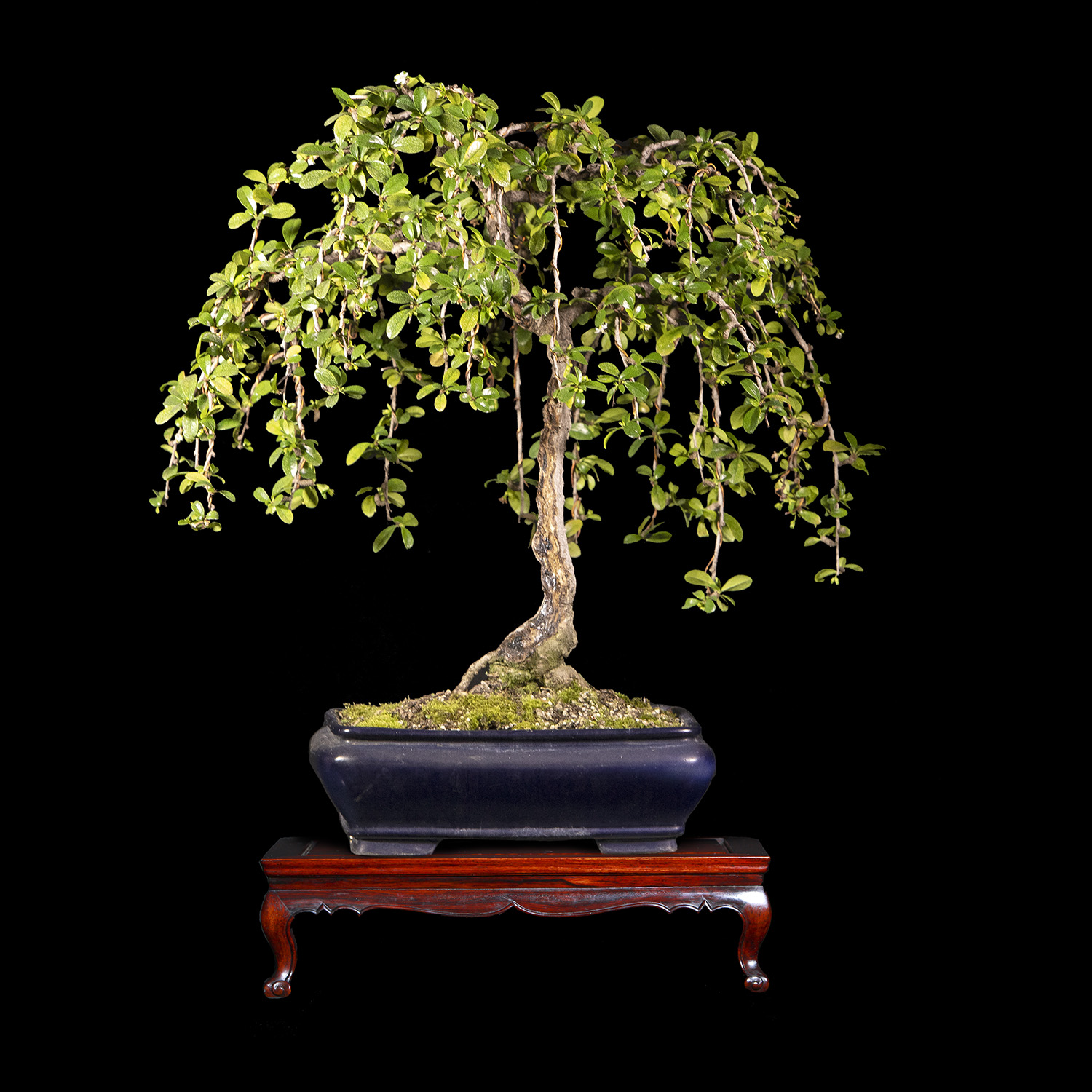 Bonsai de Fukien Tea de 15 años y 45 cm de altura ColombiaBonsai