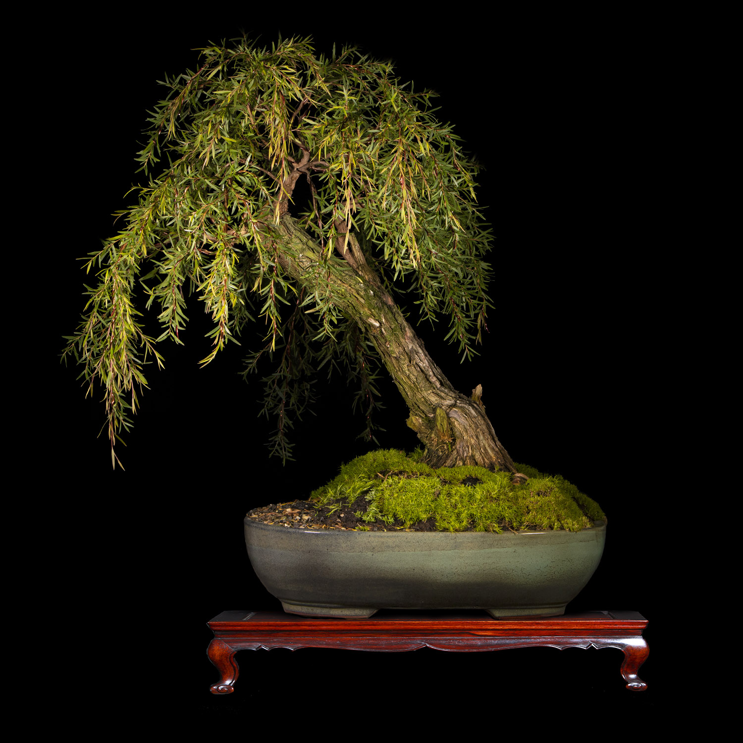 Bonsai de Sauce de 30 años y Altura 65 cm ColombiaBonsai