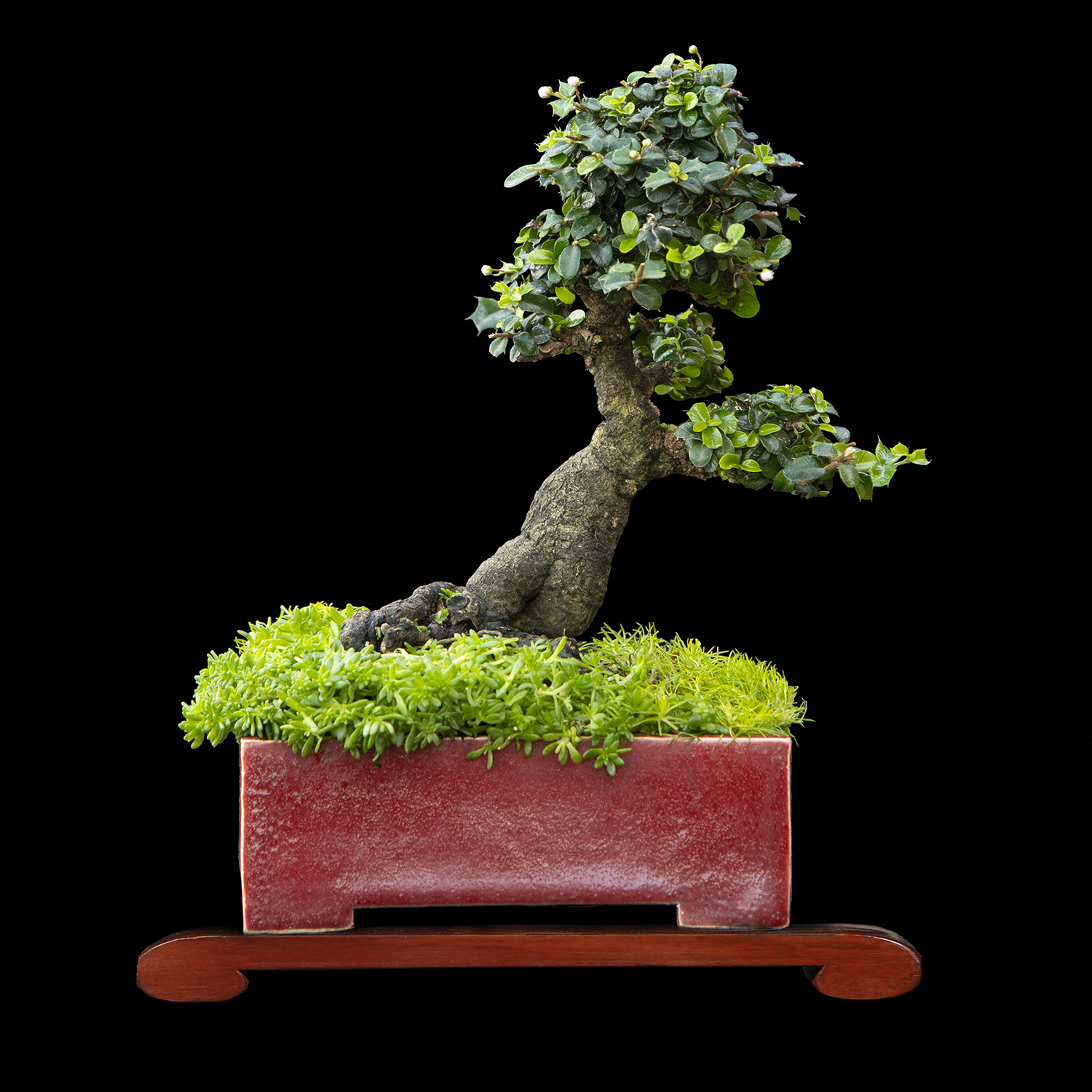 Bonsai de Holly de 20 años y Altura 22 cm ColombiaBonsai
